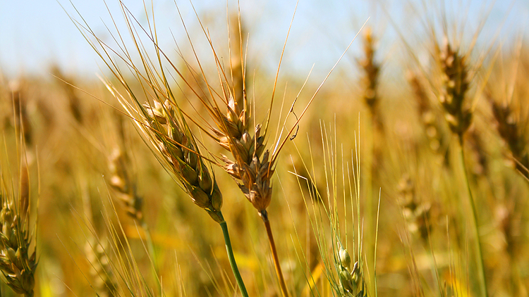 Campo di grano