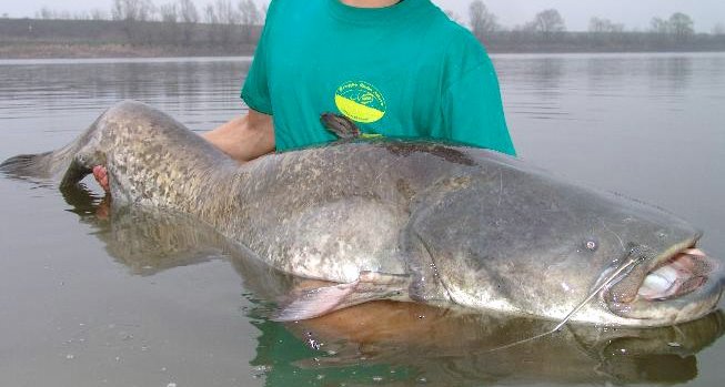 Pesca sportiva in Polesine Pesca sportiva in Polesine